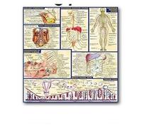 Supkan natomie Humaine Muscles système Art Affiche Impression Corps Carte Soie Peinture Mur Photos for l'éducation médicale Bureau décor à la Maison(16,60x80cm No Frame)