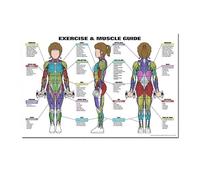 Supkan natomie Humaine Muscles système Art Affiche Impression Corps Carte Soie Peinture Mur Photos for l'éducation médicale Bureau décor à la Maison(20,44x33cm No Frame)