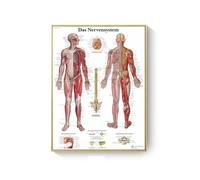 Supkan natomie Humaine Muscles système Art Affiche Impression Corps Carte Toile Mur Photos for Science médecine Chambre décor(DM395-5,20X30cm Unframed)