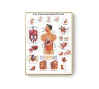 Supkan natomie Humaine Muscles système Art Affiche Impression Corps Carte Toile Mur Photos for Science médecine Chambre décor(DM395-10,20X30cm Unframed)