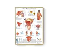 Supkan natomie Humaine Muscles système Art Affiche Impression Corps Carte Toile Mur Photos for Science médecine Chambre décor(DM395-18,30X45cm Unframed)