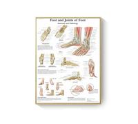 Supkan natomie Humaine Muscles système Art Affiche Impression Corps Carte Toile Mur Photos for Science médecine Chambre décor(DM395-8,20X30cm Unframed)