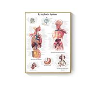 Supkan natomie Humaine Muscles système Art Affiche Impression Corps Carte Toile Mur Photos for Science médecine Chambre décor(DM395-16,30X45cm Unframed)