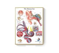 Supkan natomie Humaine Muscles système Art Affiche Impression Corps Carte Toile Mur Photos for Science médecine Chambre décor(DM395-13,30X45cm Unframed)