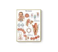 Supkan natomie Humaine Muscles système Art Affiche Impression Corps Carte Toile Mur Photos for Science médecine Chambre Bureau décor Peinture(A3,No Frame 20x30cm)