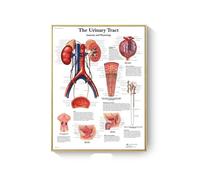 Supkan natomie Humaine Muscles système Toile Art peintures Affiche et Impression Corps Carte Mur Photo for Science médecine Salle décor(AC279-17,40X50cm Unframed)