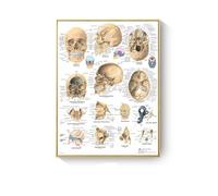 Supkan natomie Humaine Muscles système Toile Art peintures Affiche et Impression Corps Carte Mur Photo for Science médecine Salle décor(AC279-2,30X40cm Unframed)