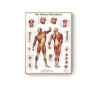Supkan natomie Humaine Muscles système Toile Art peintures Affiche et Impression Corps Carte Mur Photo for Science médecine Salle décor(AC279-4,30X40cm Unframed)