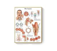 Supkan natomie Humaine Muscles système Toile Art peintures Affiche et Impression Corps Carte Mur Photo for Science médecine Salle décor(AC279-14,50X70cm Unframed)
