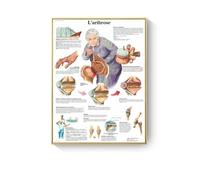 Supkan natomie Humaine Muscles système Toile Art peintures Affiche et Impression Corps Carte Mur Photo for Science médecine Salle décor(AC279-1,50X70cm Unframed)