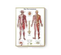 Supkan natomie Humaine Muscles système Toile Art peintures Affiche et Impression Corps Carte Mur Photo for Science médecine Salle décor(AC279-5,70X100cm Unframed)