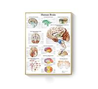 Supkan natomie Humaine Muscles système Toile Art peintures Affiche et Impression Corps Carte Mur Photo for Science médecine Salle décor(AC279-11,30X45cm Unframed)