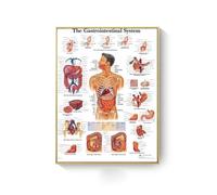 Supkan natomie Humaine Muscles système Toile Art peintures Affiche et Impression Corps Carte Mur Photo for Science médecine Salle décor(AC279-10,40X60cm Unframed)