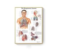 Supkan natomie Humaine Muscles système Toile Art peintures Affiche et Impression Corps Carte Mur Photo for Science médecine Salle décor(AC279-15,50X70cm Unframed)