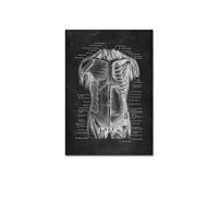 Supkan natomie Humaine oeuvre Clinique médicale Mur Photo Squelette organe Muscle système Impressions sur Toile Corps éducation Affiches(YP281,30X45cm no Frame)