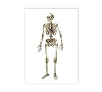Supkan natomie Humaine oeuvre crâne Pied Squelette Mur Art Toile Peinture Affiche médicale Nordique Imprimer Photos médecin Chambre Clinique décor(Q313,10x15cm No Frame)