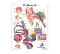 Supkan natomie Humaine Organes Soie Affiches Et Gravures Imprimé Peinture Anatomique Tableau Mur Art Photos for Clinique Salle De cor(52)