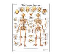 Supkan natomie Humaine Organes Soie Affiches Et Gravures Imprimé Peinture Anatomique Tableau Mur Art Photos for Clinique Salle De cor(130)