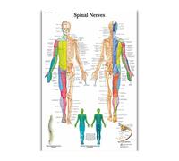 Supkan natomie Humaine Organes Soie Affiches Et Gravures Imprimé Peinture Anatomique Tableau Mur Art Photos for Clinique Salle De cor(46)