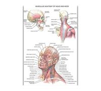 Supkan natomie Humaine Organes Soie Affiches Et Gravures Imprimé Peinture Anatomique Tableau Mur Art Photos for Clinique Salle De cor(50)