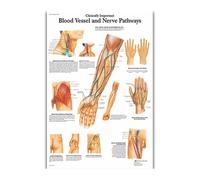 Supkan natomie Humaine Organes Soie Affiches Et Gravures Imprimé Peinture Anatomique Tableau Mur Art Photos for Clinique Salle De cor(54)