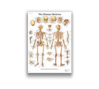 Supkan natomie Humaine Système Musculaire Art Toile Peinture, Image d'art Corporel Et Affiche Décoration Éducation À La Médecine Familiale, sans Cadre(6,30X40cm Unframed)