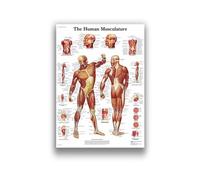 Supkan natomie Humaine Système Musculaire Art Toile Peinture, Image d'art Corporel Et Affiche Décoration Éducation À La Médecine Familiale, sans Cadre(22,30X40cm Unframed)