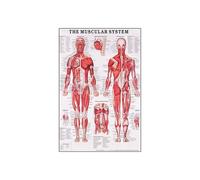 Supkan natomie Humaine Système Musculaire Art Toile Peinture, Image d'art Corporel Et Affiche Décoration Éducation À La Médecine Familiale, sans Cadre(4,40X50cm Unframed)