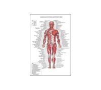 Supkan natomie Humaine Système Musculaire Art Toile Peinture, Image d'art Corporel Et Affiche Décoration Éducation À La Médecine Familiale, sans Cadre(26,50X70cm Unframed)