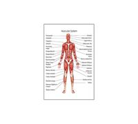 Supkan natomie Humaine Système Musculaire Art Toile Peinture, Image d'art Corporel Et Affiche Décoration Éducation À La Médecine Familiale, sans Cadre(3,20X30cm Unframed)
