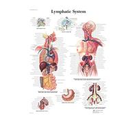 Supkan natomie Humaine Système Musculaire Art Toile Peinture, Image d'art Corporel Et Affiche Décoration Éducation À La Médecine Familiale, sans Cadre(25,40X50cm Unframed)