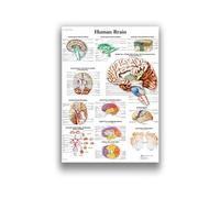 Supkan natomie Humaine Système Musculaire Art Toile Peinture, Image d'art Corporel Et Affiche Décoration Éducation À La Médecine Familiale, sans Cadre(14,70X100cm Unframed)