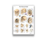 Supkan natomie Humaine Système Musculaire Art Toile Peinture, Image d'art Corporel Et Affiche Décoration Éducation À La Médecine Familiale, sans Cadre(9,40X60cm Unframed)