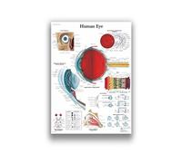 Supkan natomie Humaine Système Musculaire Art Toile Peinture, Image d'art Corporel Et Affiche Décoration Éducation À La Médecine Familiale, sans Cadre(5,70X100cm Unframed)