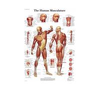 Supkan natomie Humaine système Musculaire Graphique Anime Fitness Toile Peinture Mur Art Photos éducation médicale Maison Clinique école décor(4,30X40cm Unframed)