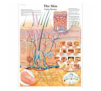 Supkan natomie pathologie Anatomique Le système respiratoire Tableau Classique Toile peintures Vintage Affiches murales Autocollants décor à la Maison Cadeau(6,A3 Wallsticker)