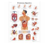 Supkan natomie pathologie Anatomique Le système respiratoire Tableau Classique Toile peintures Vintage Affiches murales Autocollants décor à la Maison Cadeau(1,A4 Canvas Framed)