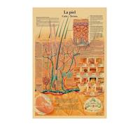 Supkan nglais Allemand français Espagnol Italien Version Anatomy la Structure corporelle Affiche rétro Kraft Papier Salle médicale décoration Murale d'art(39,A4)
