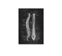 Supkan NTOMIE Humaine ATTROUILLE Mel MEIL PATURE Skeleton ORGLE SYSTÈME DE Muscle Vintage Affiche de l'affiche Impression du Corps Paint(Picture C,15x20cm No Frame)
