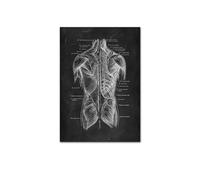 Supkan NTOMIE Humaine ATTROUILLE Mel MEIL PATURE Skeleton ORGLE SYSTÈME DE Muscle Vintage Affiche de l'affiche Impression du Corps Paint(Picture B,15x20cm No Frame)