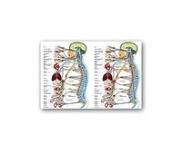 Supkan NTOMIE Humaine ATTROUILLE Peinture MÉDICAL MAUR PATURE Skeleton ORGLE SYSTÈME Muscle Vintage Commande Print BORGODE Map ÉDUCATION Affiche(1,40X50cm no Frame)