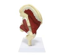 Supkan rticulation de la Hanche avec Muscle Grandeur Nature Professionnel Scientifique pelvien éducatif modèle d'anatomie médicale Anatomique