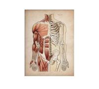 Supkan anvas Anatomie Humaine Vintage Peinture des Impressions médicales Affiche la Clinique médicale Squelette Organes(5,20X30cm Unframed)