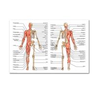 Supkan arte du Corps Anatomie Humaine système Musculaire Tableau Art Affiche Impression Toile Mur Photos for l'éducation médicale décor à la Maison(6,20x30cm No Frame)