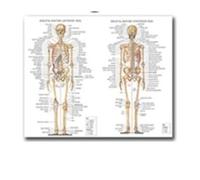 Supkan arte du Corps Anatomie Humaine système Musculaire Tableau Art Affiche Impression Toile Mur Photos for l'éducation médicale décor à la Maison(18,20x25cm No Frame)