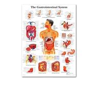 Supkan arte du Corps Anatomie Humaine système Musculaire Tableau Art Affiche Impression Toile Mur Photos for l'éducation médicale décor à la Maison(12,40x60cm No Frame)