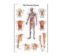 Supkan erveau Humain Système Musculaire Impression Affiche Anatomie Humaine Toile Peinture Art Mur Photos for L'éducation Médicale Bureau Décor(47)