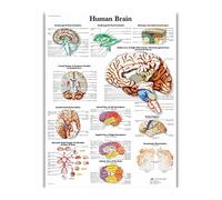 Supkan erveau Humain Système Musculaire Impression Affiche Anatomie Humaine Toile Peinture Art Mur Photos for L'éducation Médicale Bureau Décor(43)