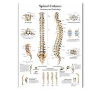 Supkan harts anatomiques Charte de Dents humaines Peinture APPIRONNÉ(JY0814,70x90cm no Frame)