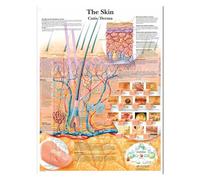 Supkan harts anatomiques Charte de Dents humaines Peinture APPIRONNÉ(JY1129,50x60cm no Frame)